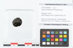 Foto (Objekt + Etikett) von Sequoia bowerbankii Ettingshausen (NHMW-GEO-2024-0188-8961)